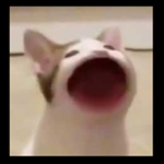 BONZE,