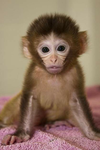 monkeyzss