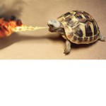 TurtleAssassins