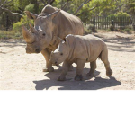 iwill always love rhinos