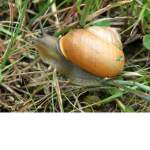snail mail