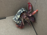 Kawaii hermit crabs