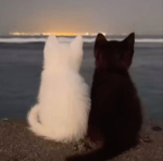 soultakenn