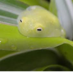 Ribbit Pog