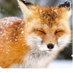 Soft foxes
