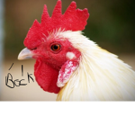 ChickensAreCute