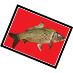 the milwaukee road fishing fan club