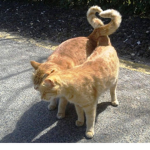 #cats cult