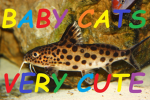 fuity catfish