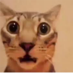 yotacocat group