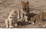~Savannah’s Dingo Squad~