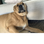 Omggggg bro this dog is the king