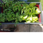 Plant Rescue Service