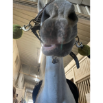 GracieGalaxy! ~*Horses before boy*~