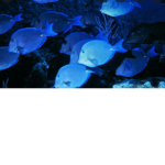 The Blue Fishy’s