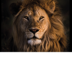 Kill deer lions