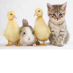 animal + fam