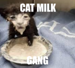CAT MILK GANGIE
