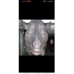 Forlord