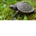 Team Tortugas :3