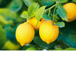 the limes and lemons and lizzy