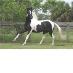 Horse Poleplay