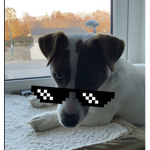 The jack Russell’s