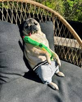 *+*Smol Pugs*+*
