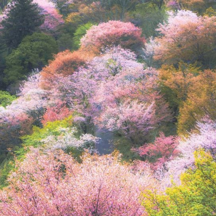 pastel meadow  Roblox decal