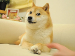 The Doge's Hangout
