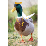 The._.QuestionableDucks