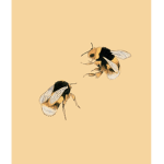 Honey_bees_