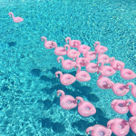 -*Flamingo Squad*-
