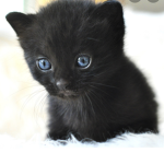 Cheer Athletics Catz