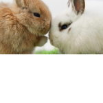Bunny Caretaker