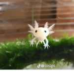 Axolotl community 192