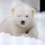 White bear5555