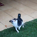 KingChago :DDD