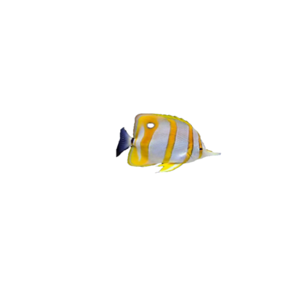 fish 13 Roblox decal