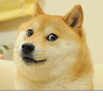 DOGES ARE AWSOME