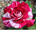 ROSEALINE