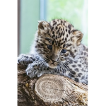 SAVE THE AMUR LEOPARD