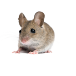 tiny rat's