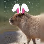 Capy Rabbids fans