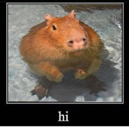 Vibe with the capybaras