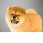 DOGS only group@