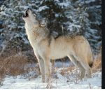 Wolf Howls Shadow