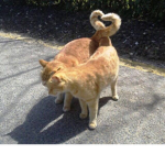 Ppl that love cats <3