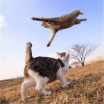 kitty cat worriers