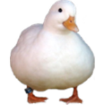 Duck's Terrible Obbies